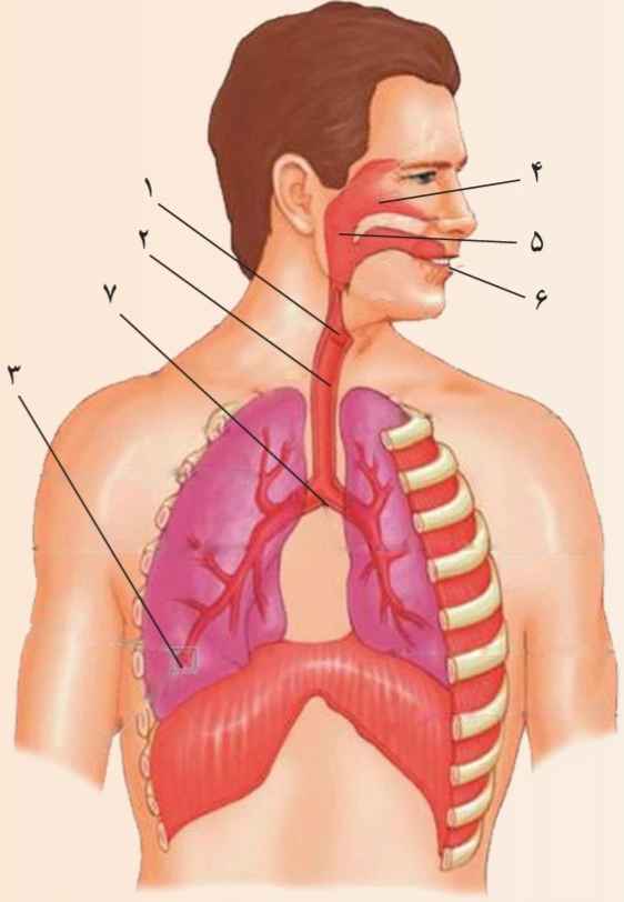 شکل پرسش و پاسخ