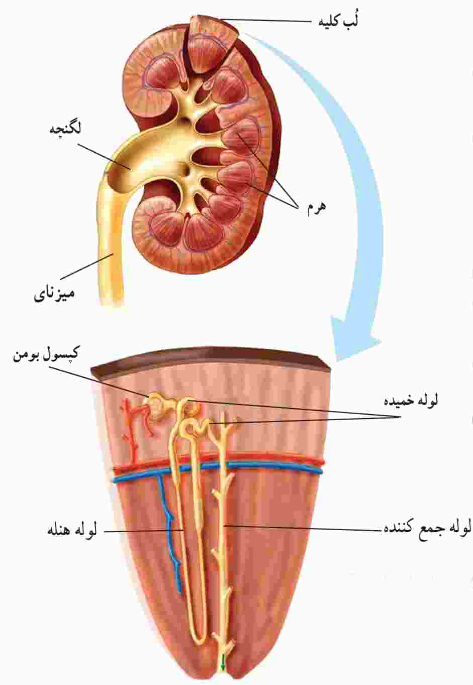 ساختار داخلی کلیه