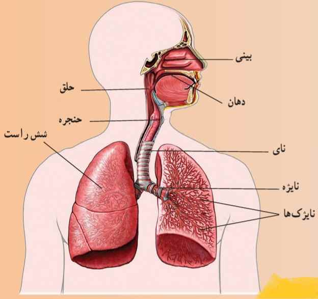 دستگاه تنفس در انسان