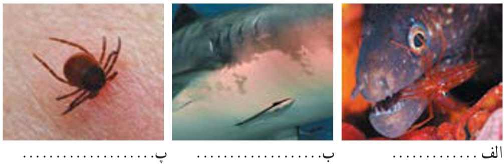 نوع همزیستی