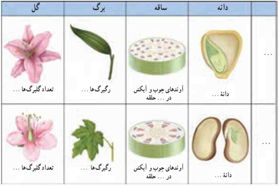 تفاوتهای دو گروه گیاهان نهان دانه (تک لپهایها و دو لپهایها)