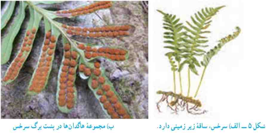 الف) سرخس، ساقه زیر زمینی دارد. ب) مجموعه هاگدان‌ها در پشت برگ سرخس