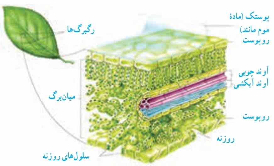 ساختار برگ