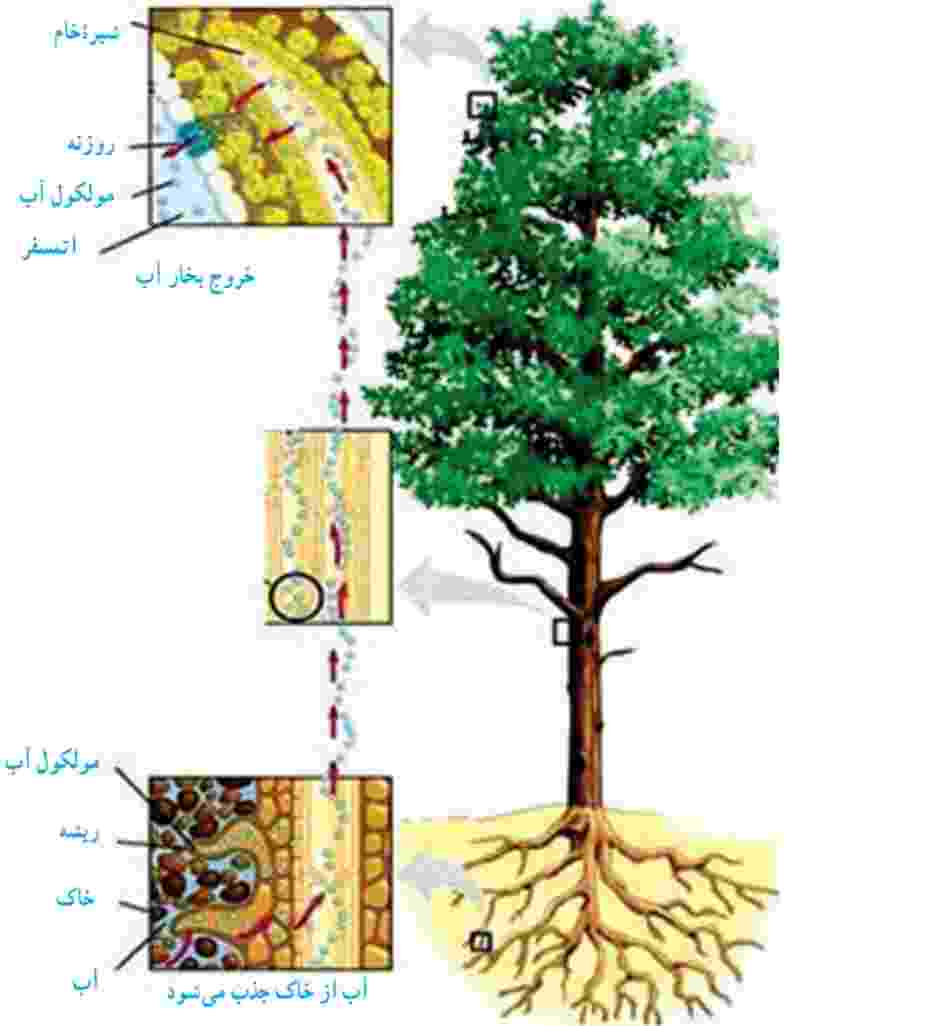 شيرة خام از ریشه تا بالاترین قسمت‌های گیاه جریان دارد و آب و مواد معدنی مورد نیاز سلول‌های گیاه را تأمین می‌کند.