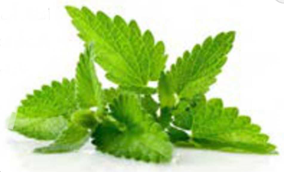 رگبرگ، دسته‌ای از آوندهای چوبی و آبکشی است.