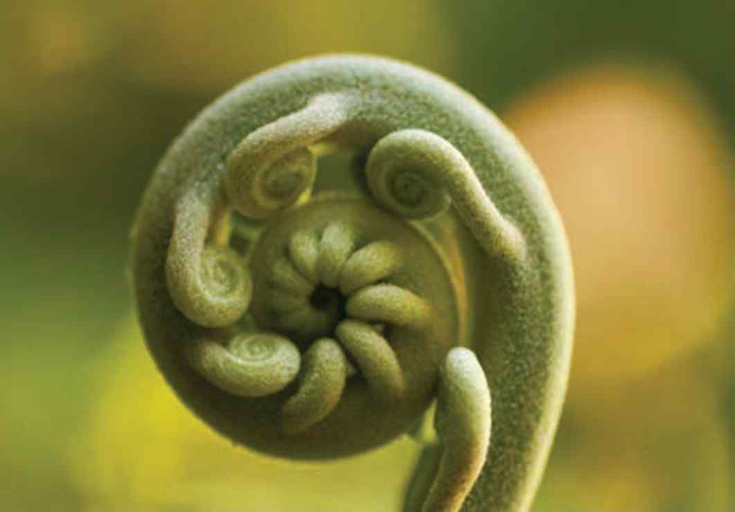 دنیای گیاهان