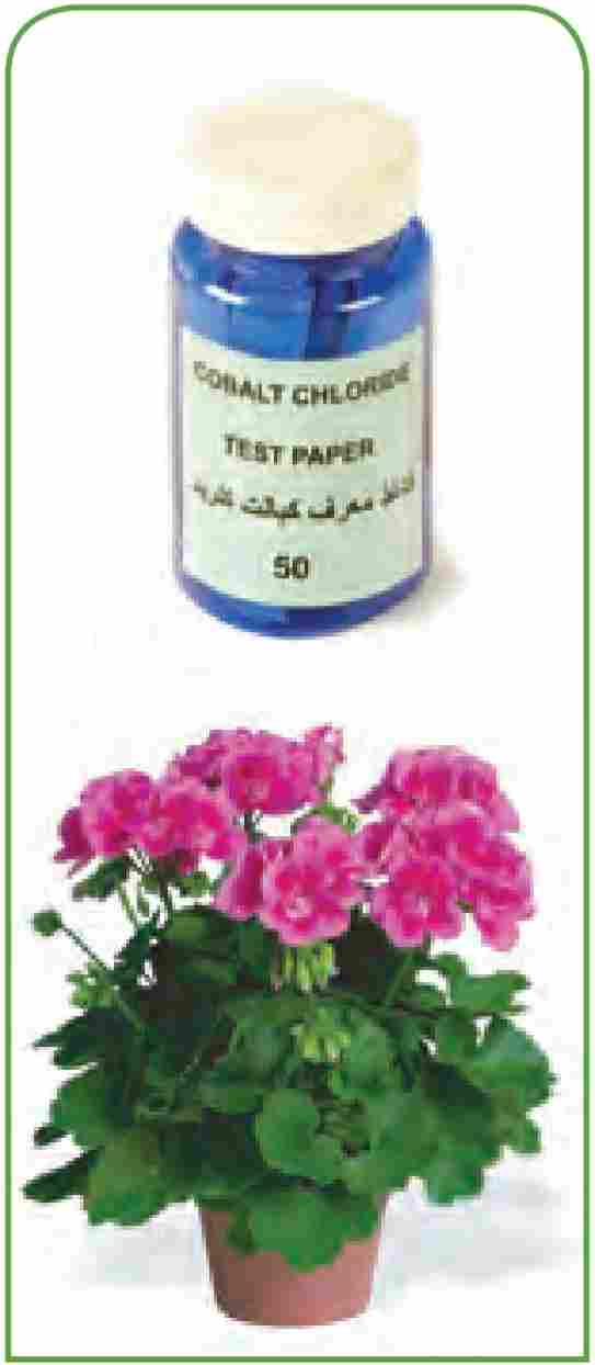 روزنههای هوایی در برگها
