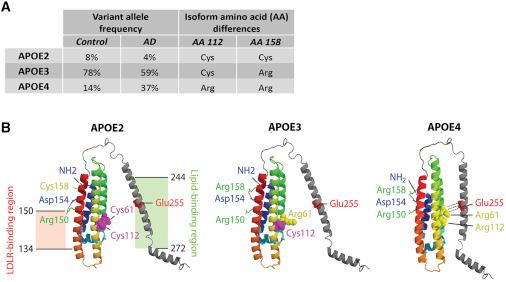 ApoE2, ApoE3