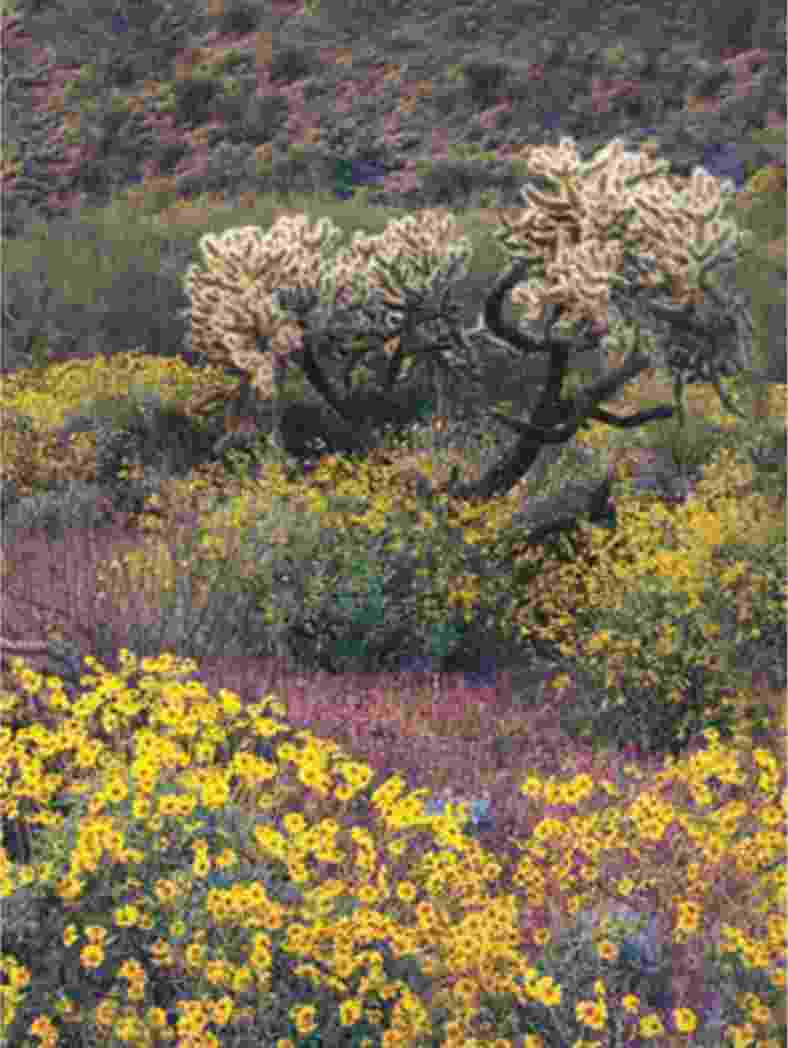 پويايی جمعيت‌ها و اجتماعات زيستی