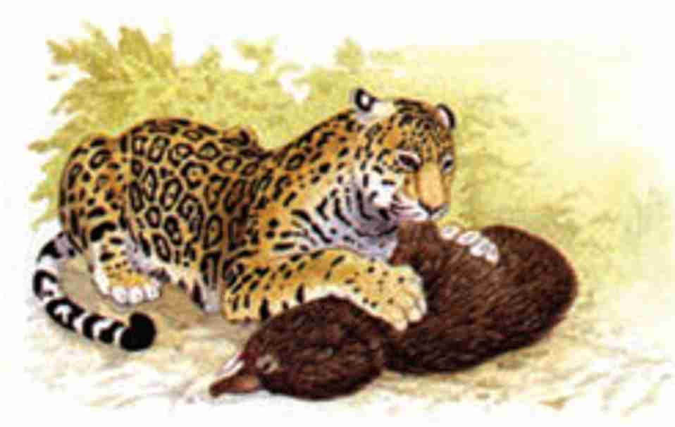 کنام پلنگ جاگوار