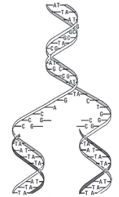 همانندسازى مولکول DNA