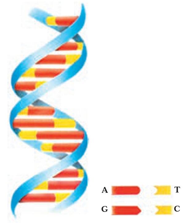 هر مولکول DNA، از دو رشته تشکیل مى‌شود