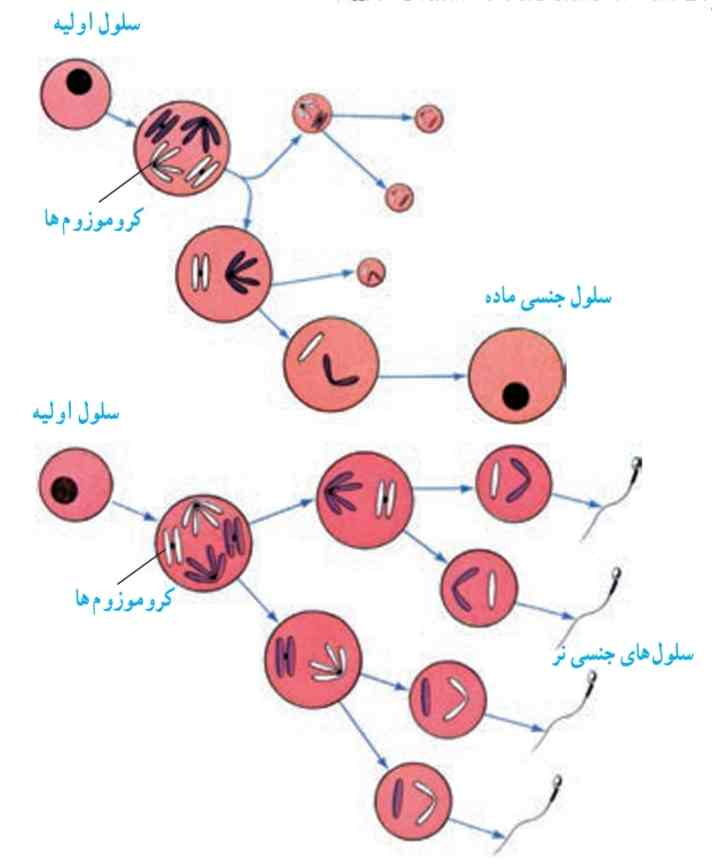 میوز و تشکیل سلول‌هاى جنسى نر و ماده