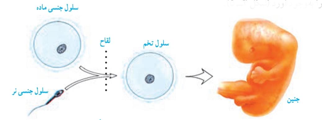 سلول‌هاى جنسى، ارتباط میان نسل‌هارا برقرار نگه مى‌دارند