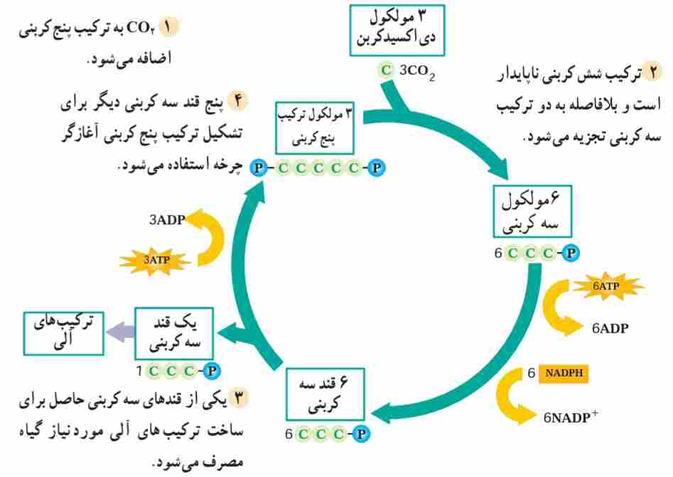 چرخه کالوین. چرخه کالوین رایج‌ترین روش تثبیت دی‌اکسیدکربن است.