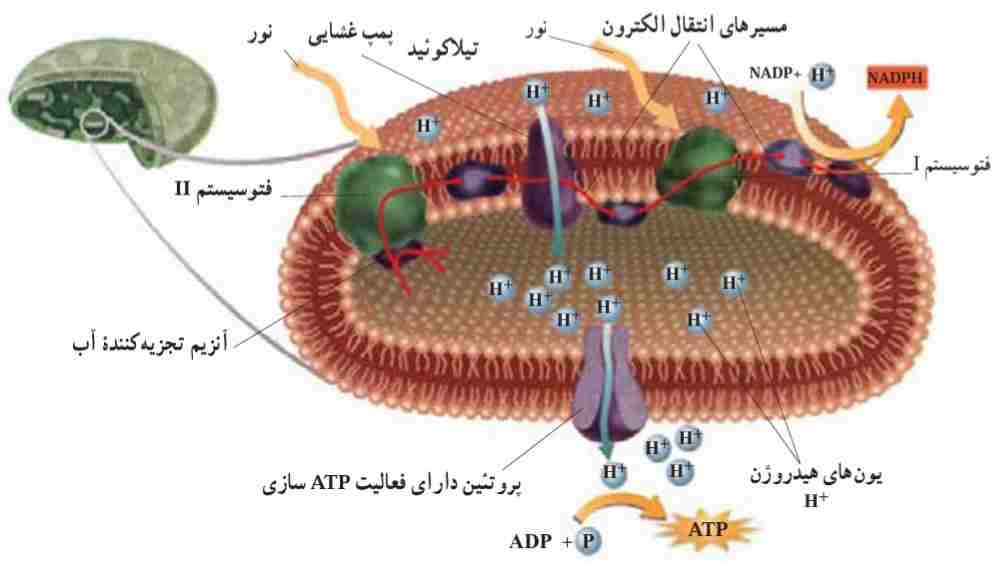 زنجیره‌های انتقال الکترون در فتوسنتز