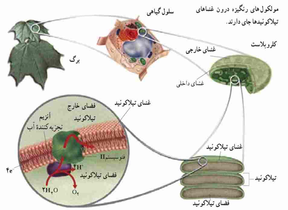 کلروپلاست درون سلول