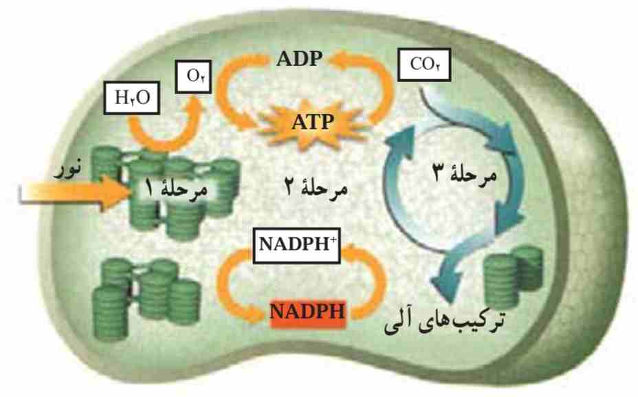 ب- فتوسنتز - فرآیند فتوسنتز در ۳ مرحله انجام می‌شود.