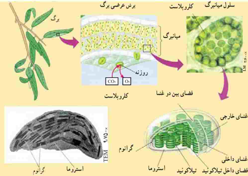 الف- موقعیت و ساختار کلروپلاست‌ها
