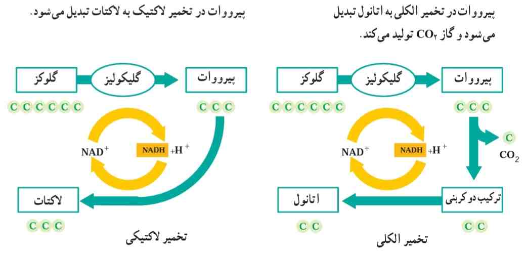 دو نوع تخمیر. در نبود اکسیژن با انجام تخمیر +NAD بازسازی می‌شود.