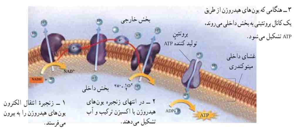 زنجیره انتقال الکترون در تنفس هوازی
