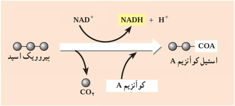 تشکیل استیل کوآنزیم A