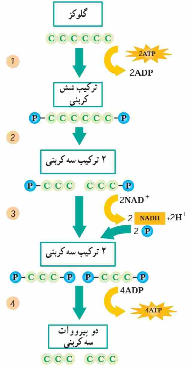 گلیکولیز. در گلیکولیز به صورت مستقیم دو مولکول ATP تشکیل می‌شود.