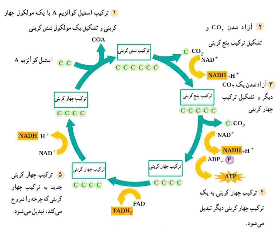 چرخه کربس