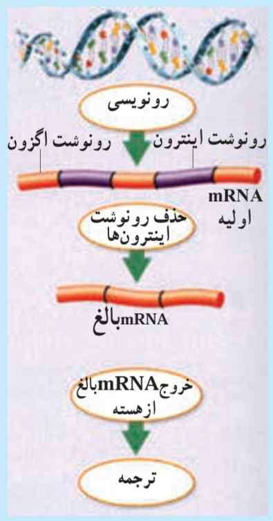 اینترون‌ها و اگزون‌ها