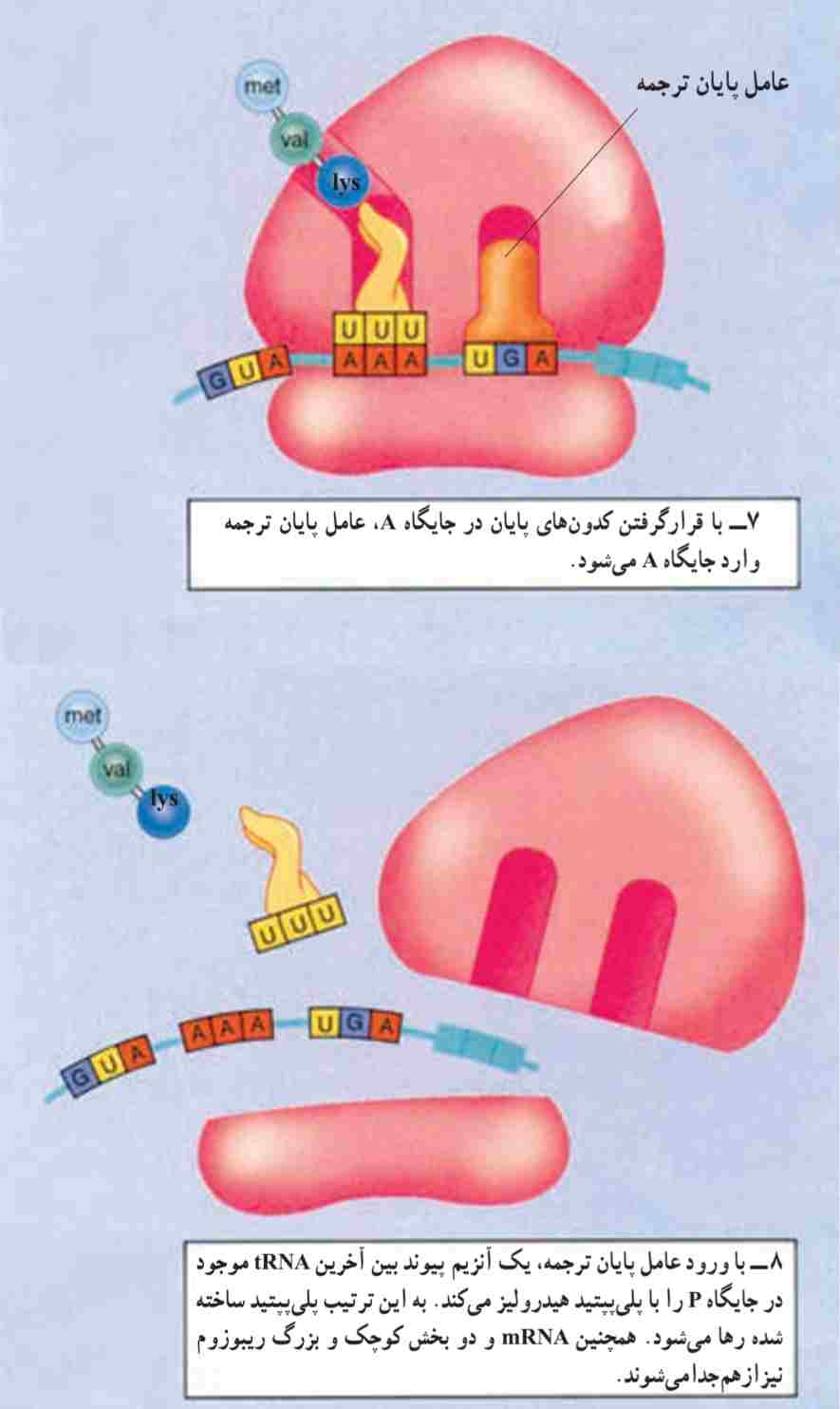 پایان پروتئین سازی