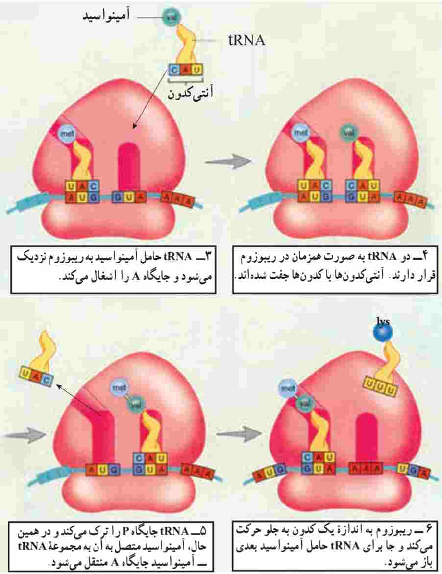ادامه پروتئین سازی