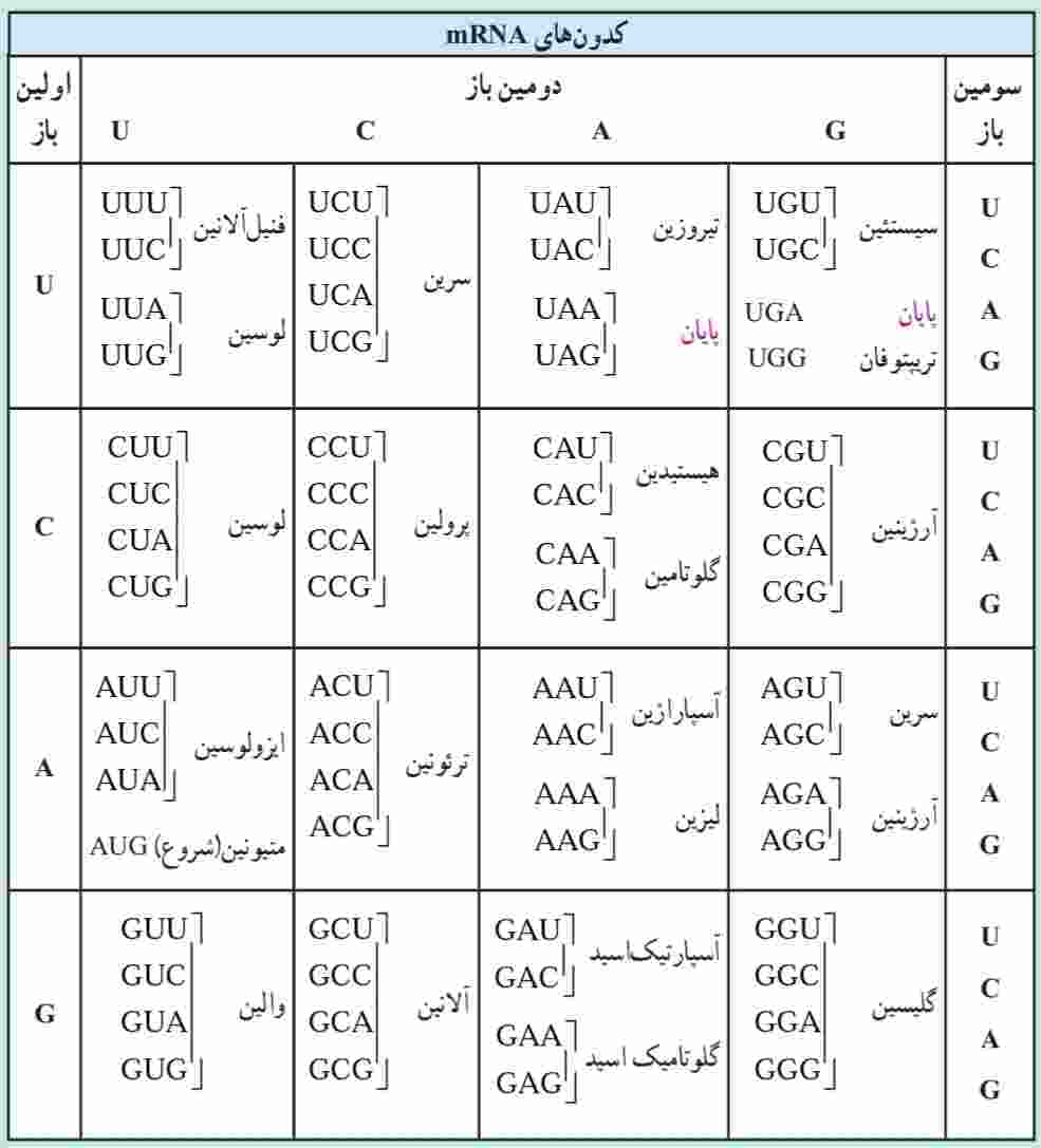 کدون‌های mRNA و آمینواسیدها