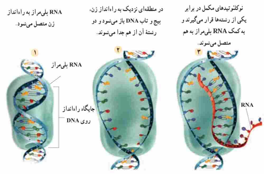 رونویسی. ساخته شدن mRNA بر اساس قسمتی از DNA
