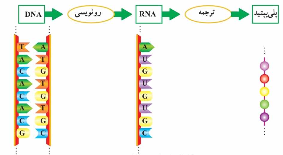 از ژن تا پلی پپتید