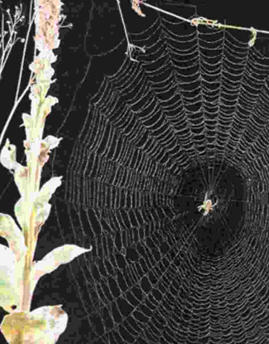 پروتئین‌سازی