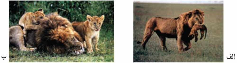 رفتار شیرهای جوان