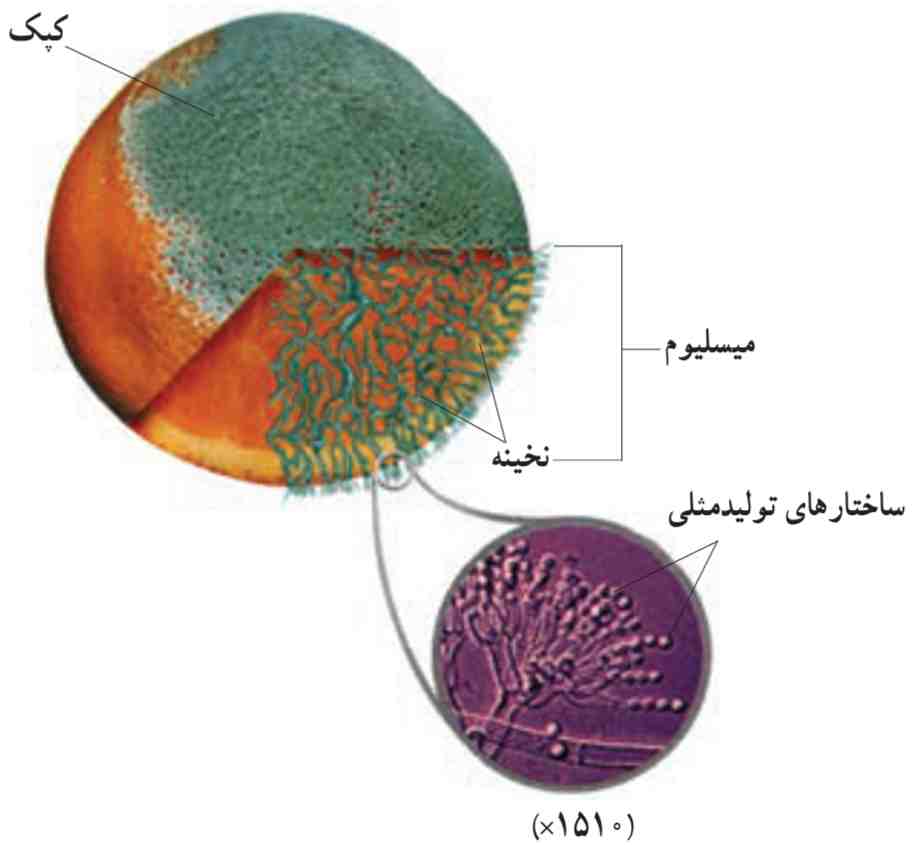 کپک پنی سیلیوم