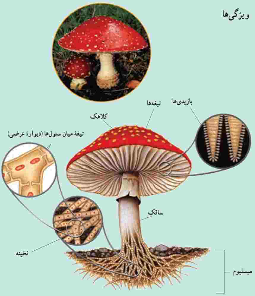 قارچ چتری آمانیتا موسکاریا