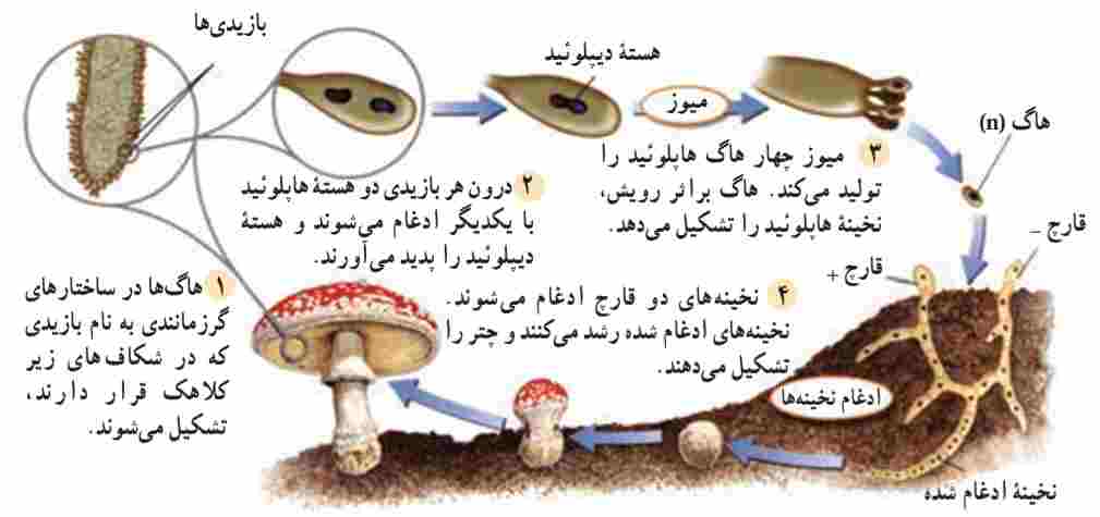 چرخه زندگی بازیدیومیست‌ها