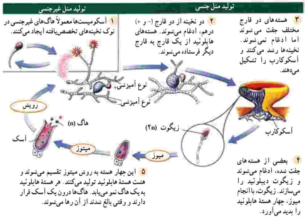 چرخه زندگی آسکومیست‌ها