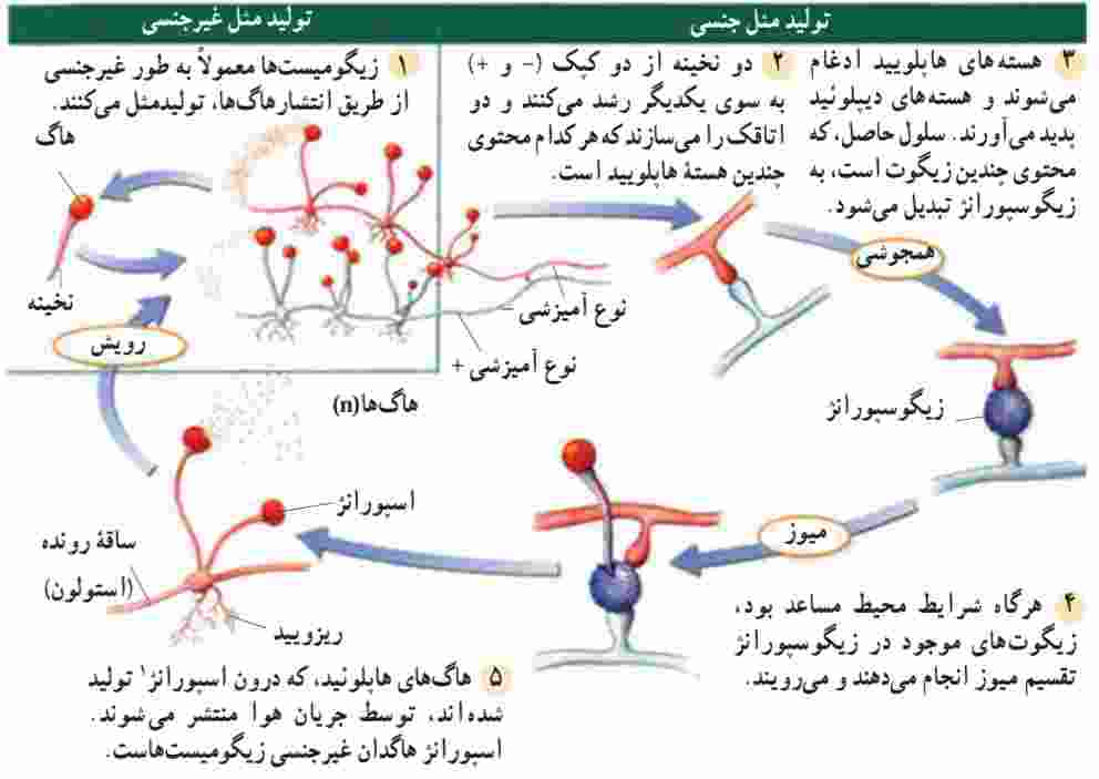 چرخه زندگی زیگومیست ها