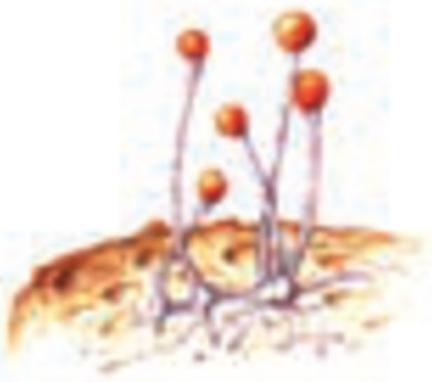 زیگومیکوتا