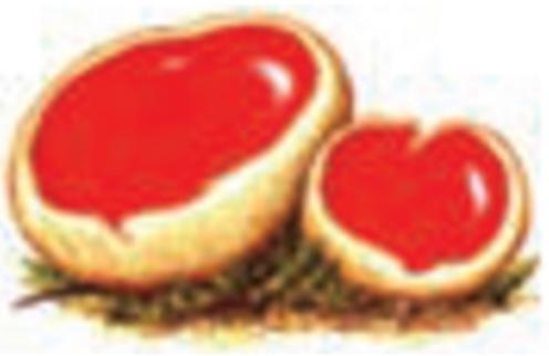 آسکومیکوتا
