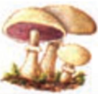 بازیدیومیکوتا