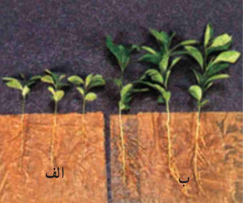 اثر قارچ - ریشه‌ای بر رشد گیاه