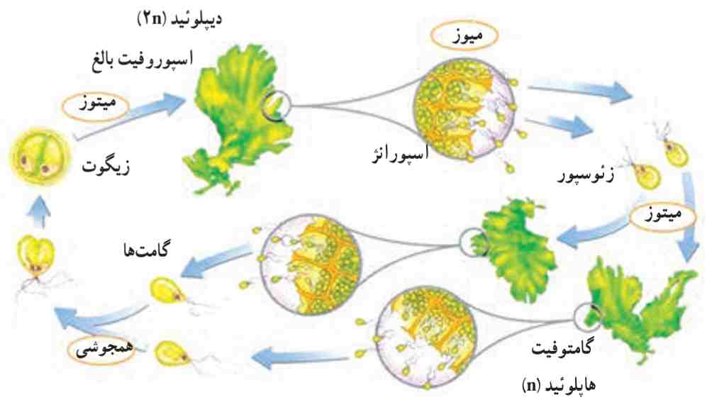 چرخه زندگی کاهوی دریایی