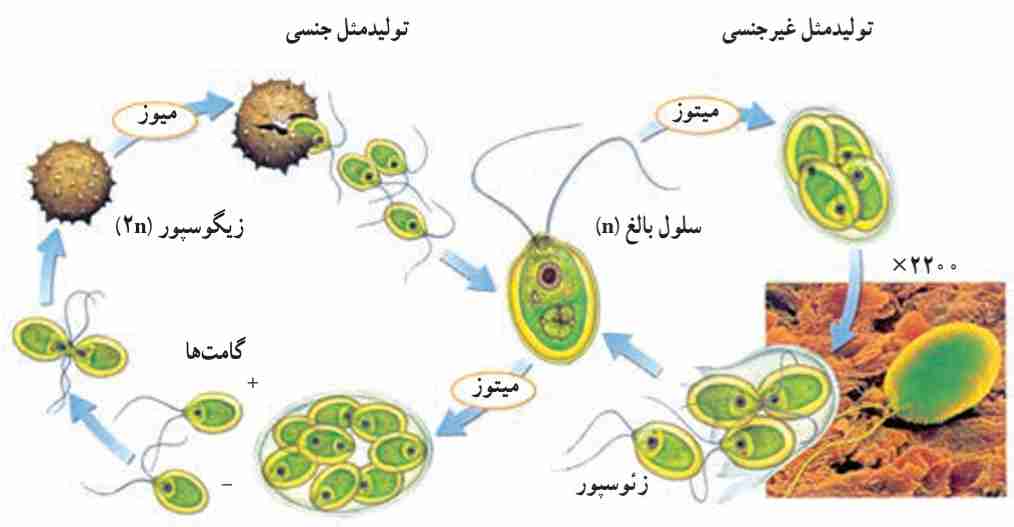 تولیدمثل کلامیدوموناس