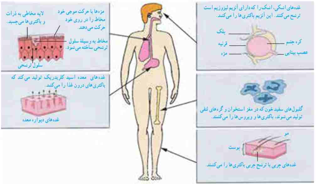 راه‌های دیگر دفاعی بدن در برابر میکروب‌ها