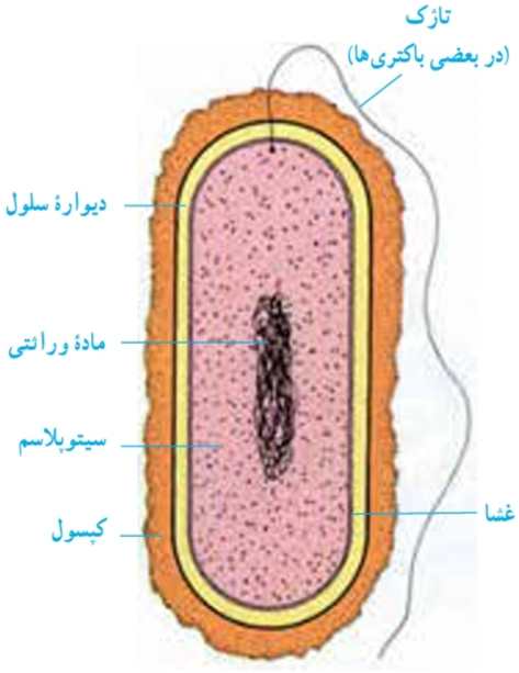 شکل ساده‌ای از یک باکتری. کپسول و تاژک در بسیاری از باکتری‌ها وجود ندارد.