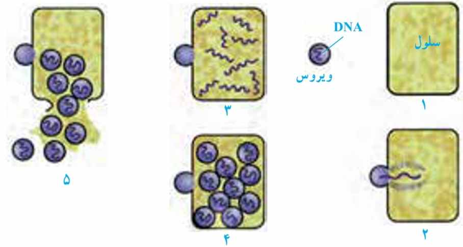 ویروسها انگل اجباری درون سلولى